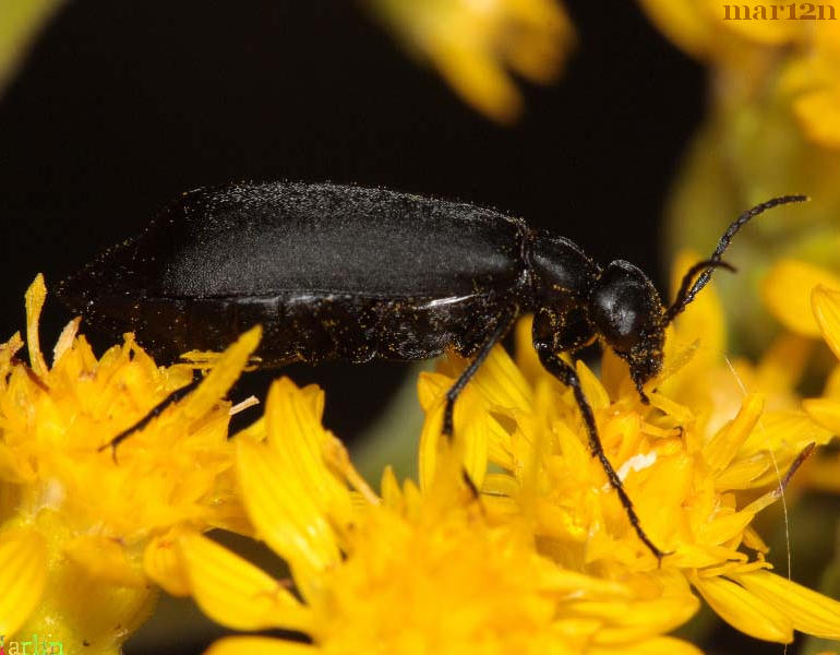 Black Blister Beetle Lateral