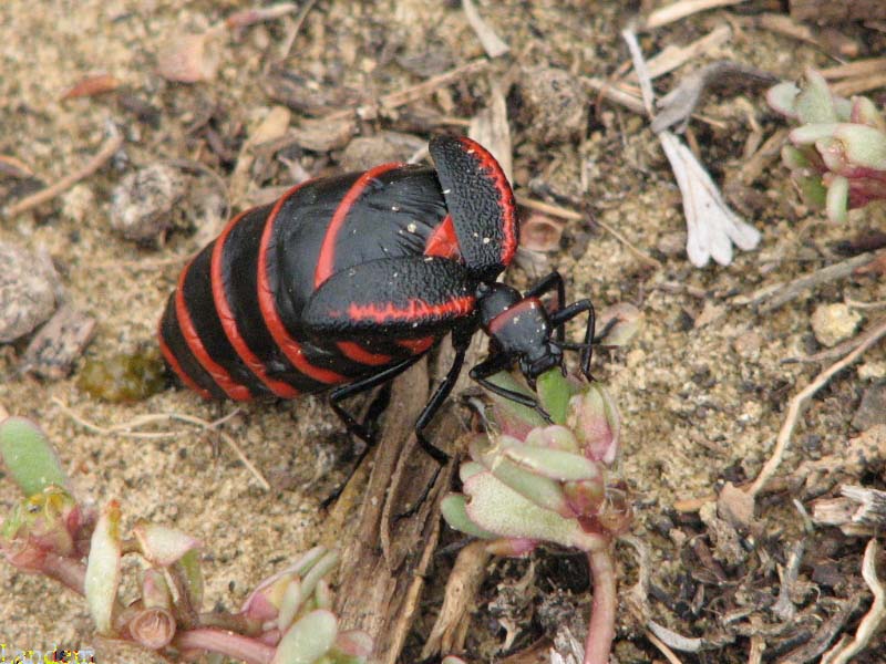 Blister Beetle - Megetra sp.
