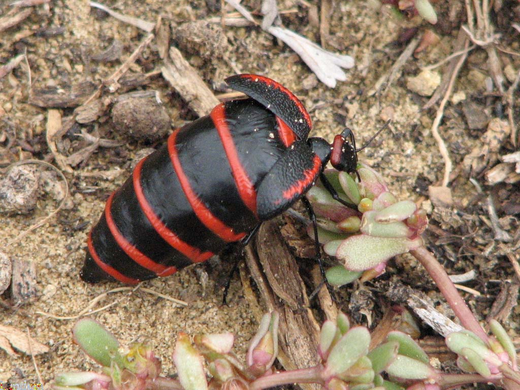Blister Beetle - Megetra sp.