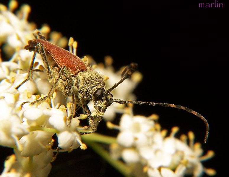 Longhorn Beetle - Brachyleptura rubrica