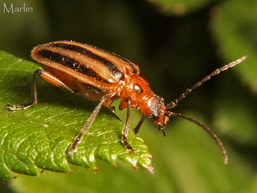 Flower Longhorn Beetle