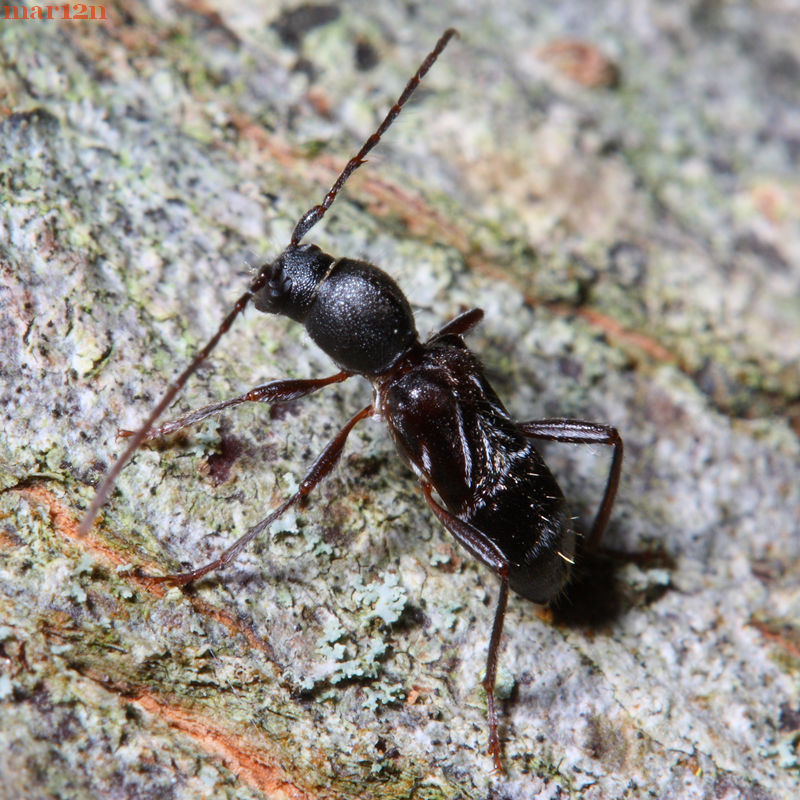 Longhorned Beetle - Cyrtophorus verrucosus