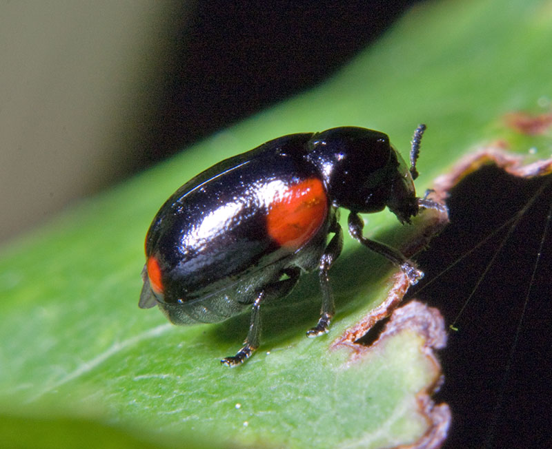 Casebearing Leaf Beetle
