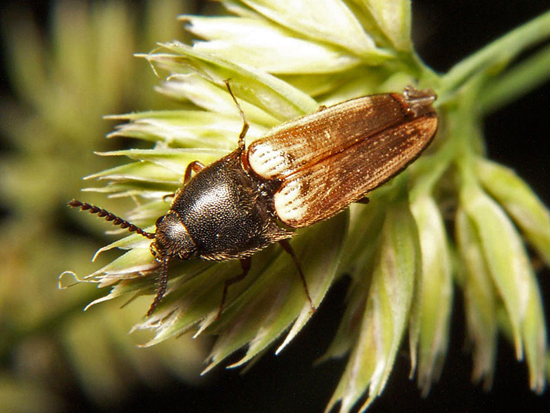 Click Beetle Ampedus sp.