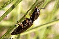 Click Beetle