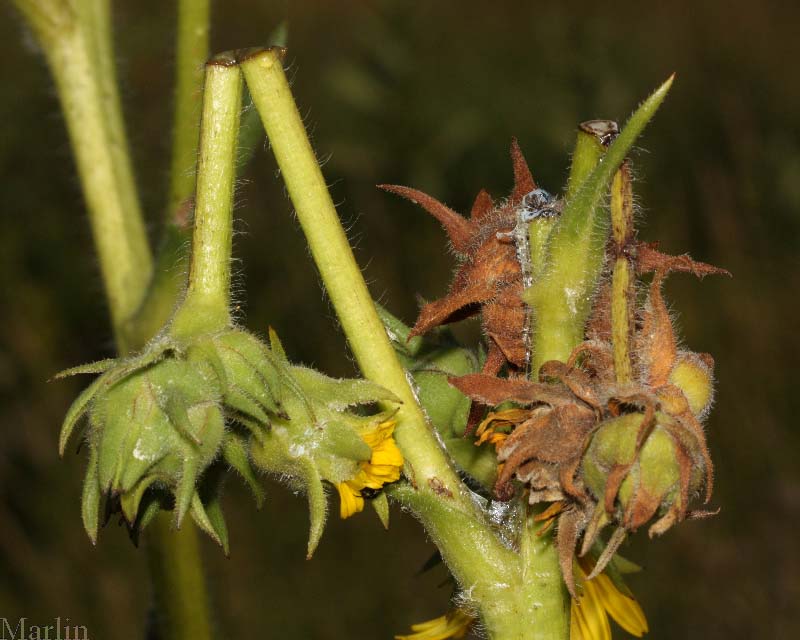 Weevil Damage
