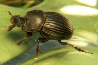 dung beetle