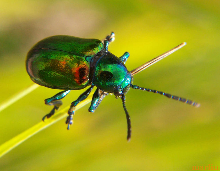 Dogbane Leaf Beetle