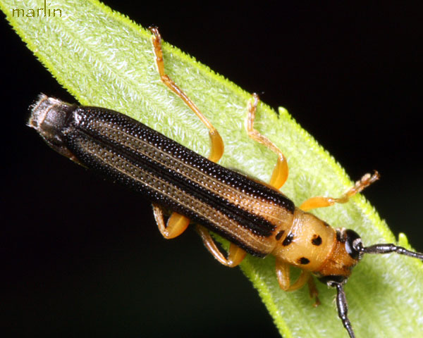 Dogwood Twig Borer Beetle - Oberea tripunctata