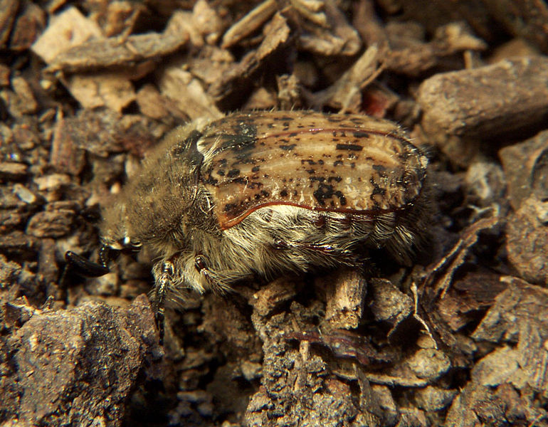Brown Fruit Chafer