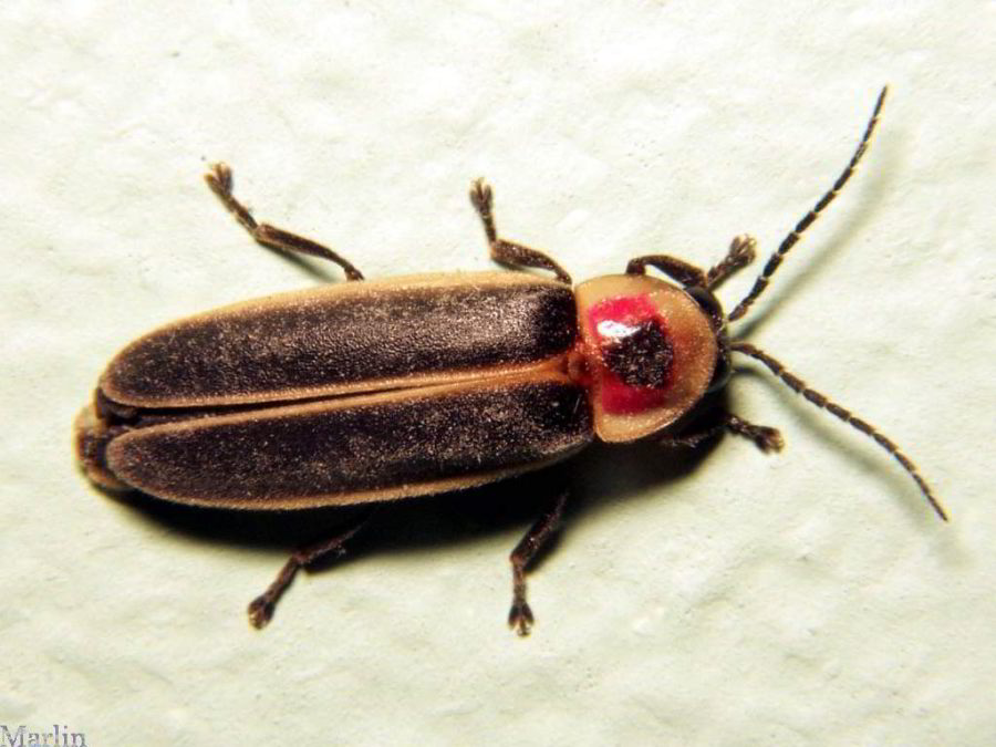 Firefly