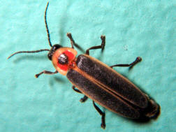 Photinus pyralis
