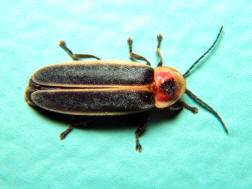 Photinus pyralis