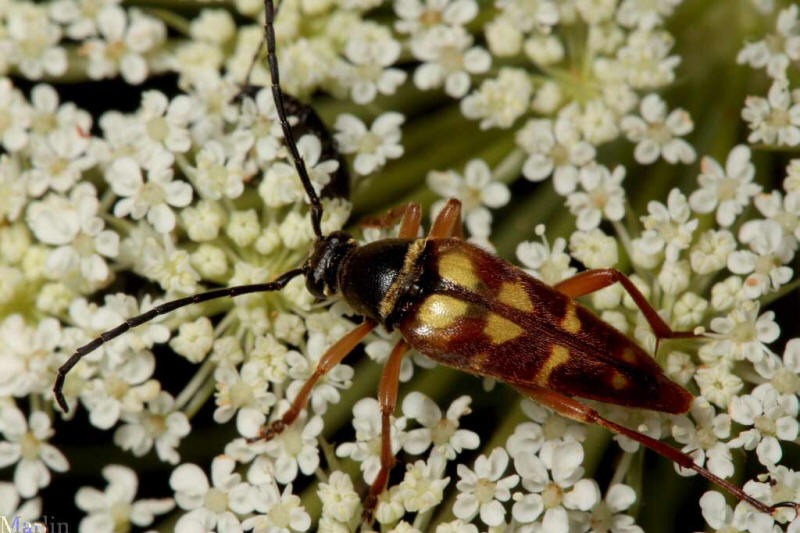 Flower Longhorn Beetle - Typocerus velutinus