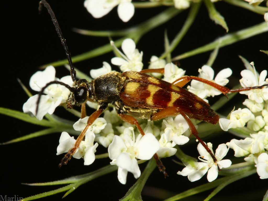 Flower Longhorn Beetle - Typocerus velutinus
