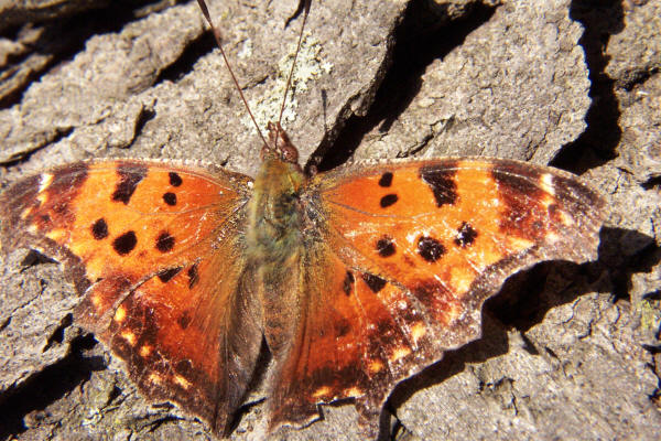 Gray Comma Butterfly