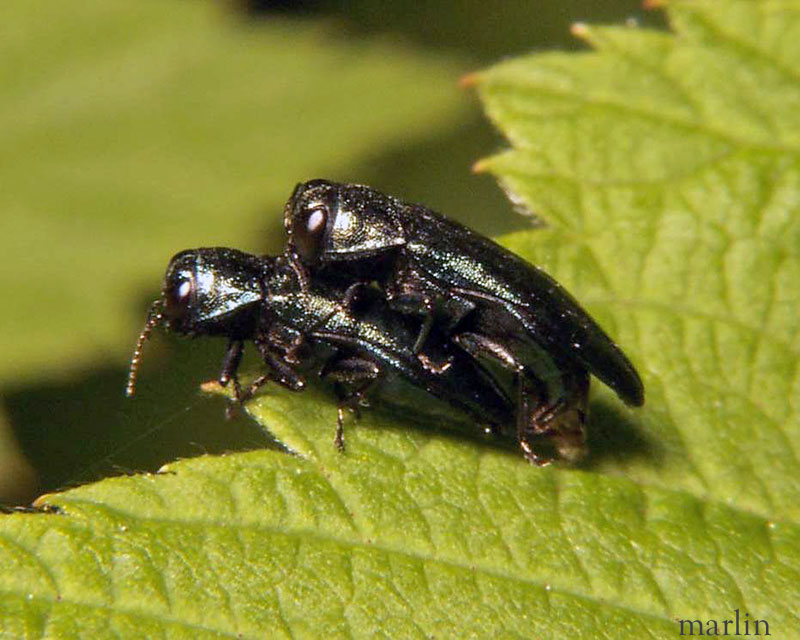 Metallic Woodboring Beetles