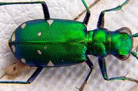 Green Tiger Beetle