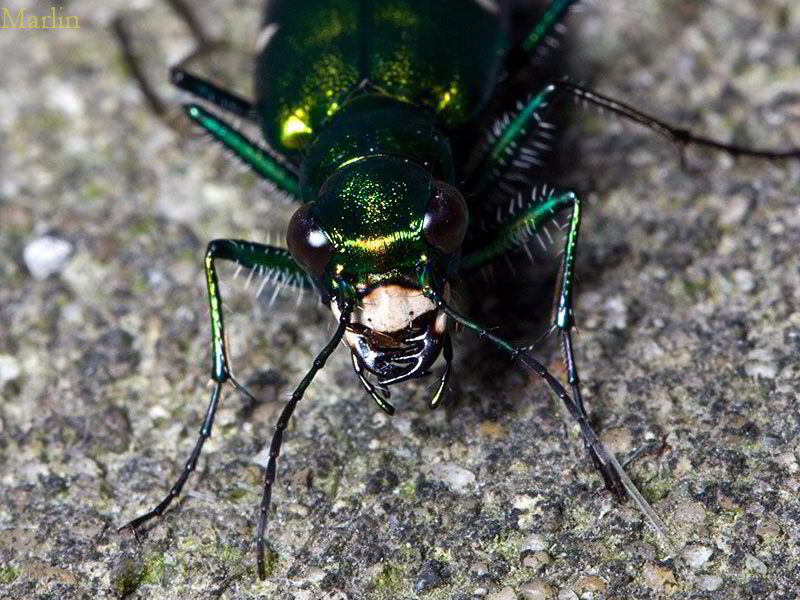 Six-spotted Green Tiger Beetle