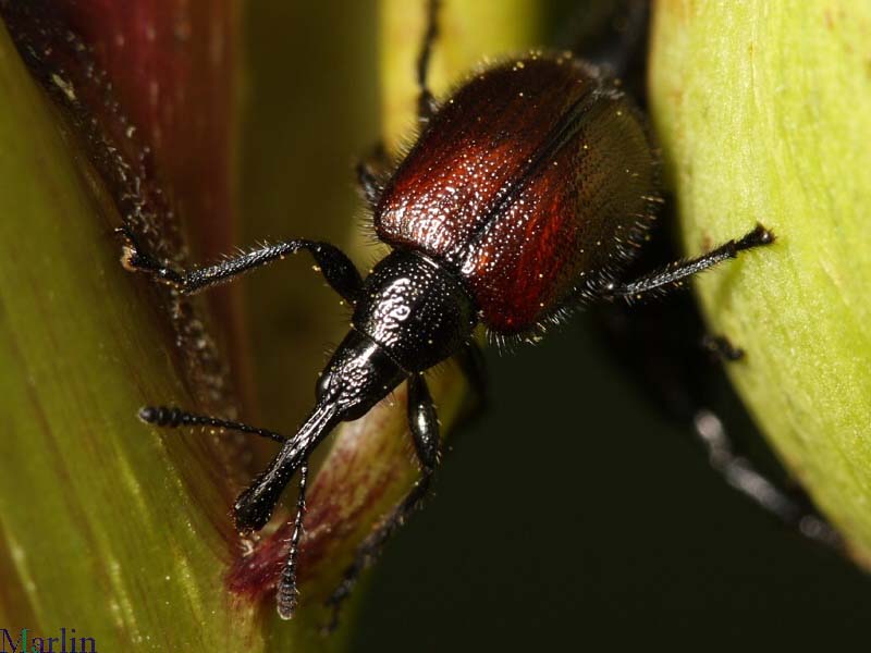 Head-clipping Weevil