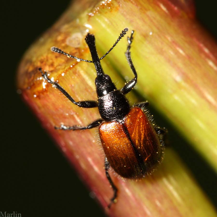 Head-clipping Weevil