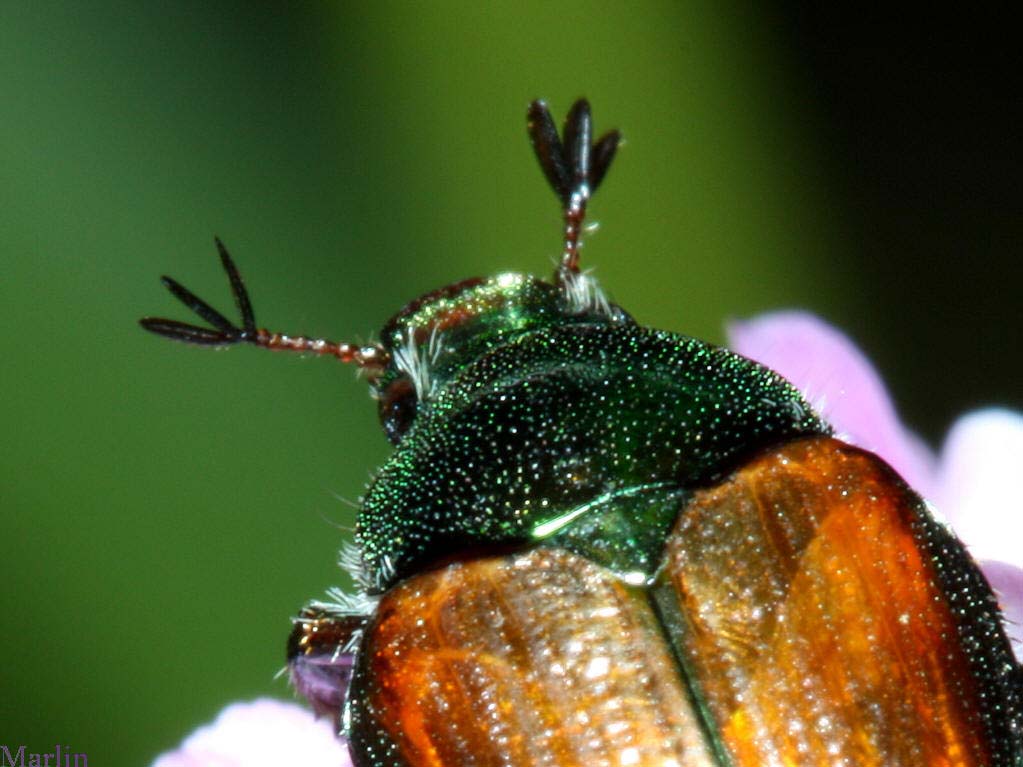 Japanese Beetle Antennae Detail