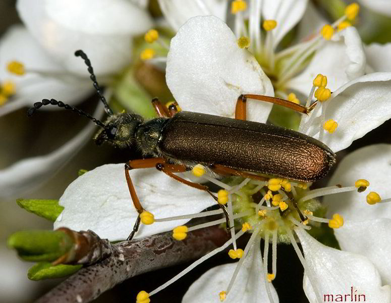 Blister Beetle