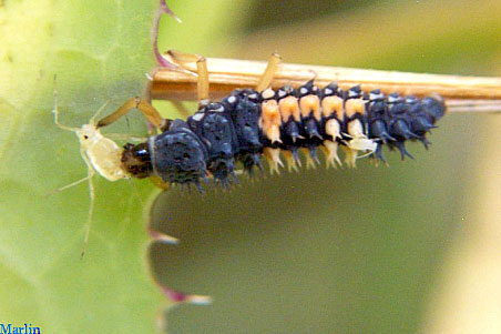 Lady Beetle Larva Attacks Aphid