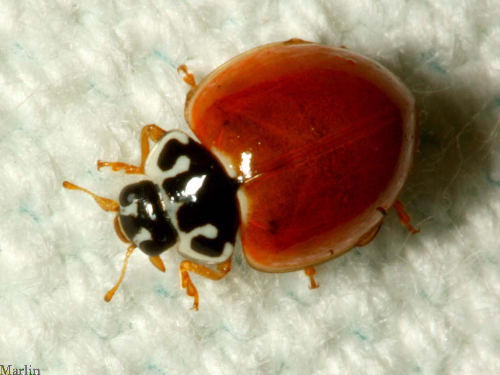 Polished Lady Beetle
