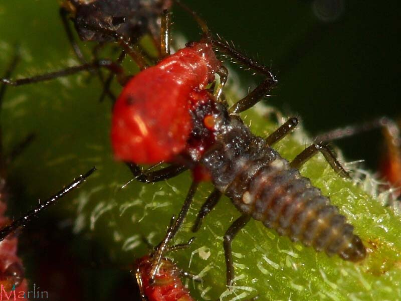 Lady Beetle larvae attacks aphid