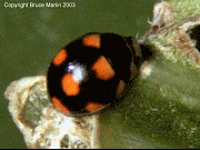 Orange spotted ladybug