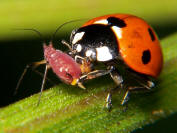 Ladybug eating aphid