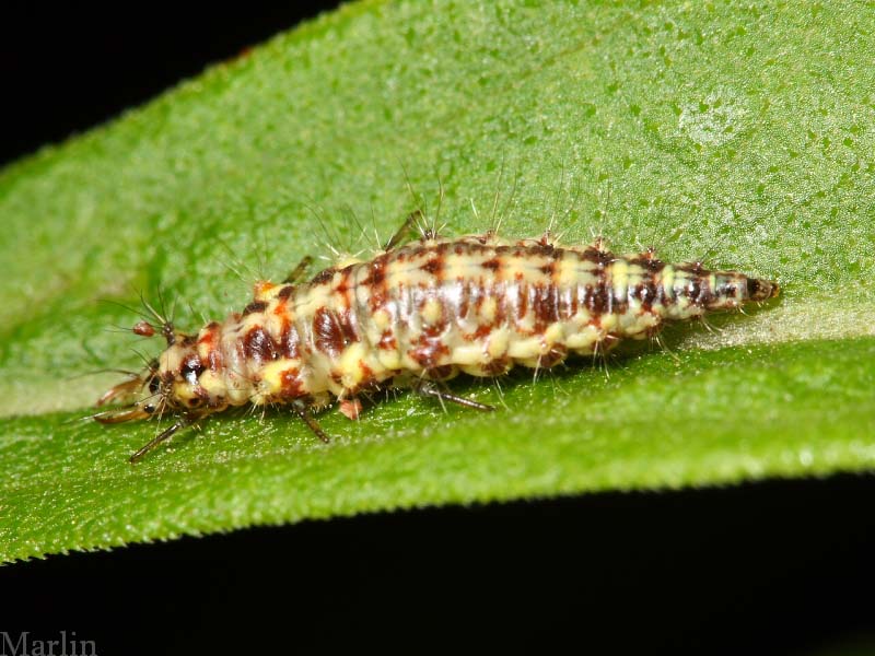 Green Lacewing Larva 