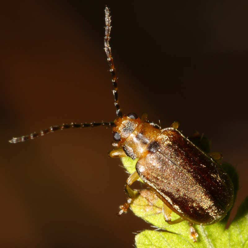 Viburnum Leaf Beetle - Tricholochmaea viburni