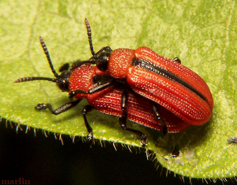 Odontota dorsalis