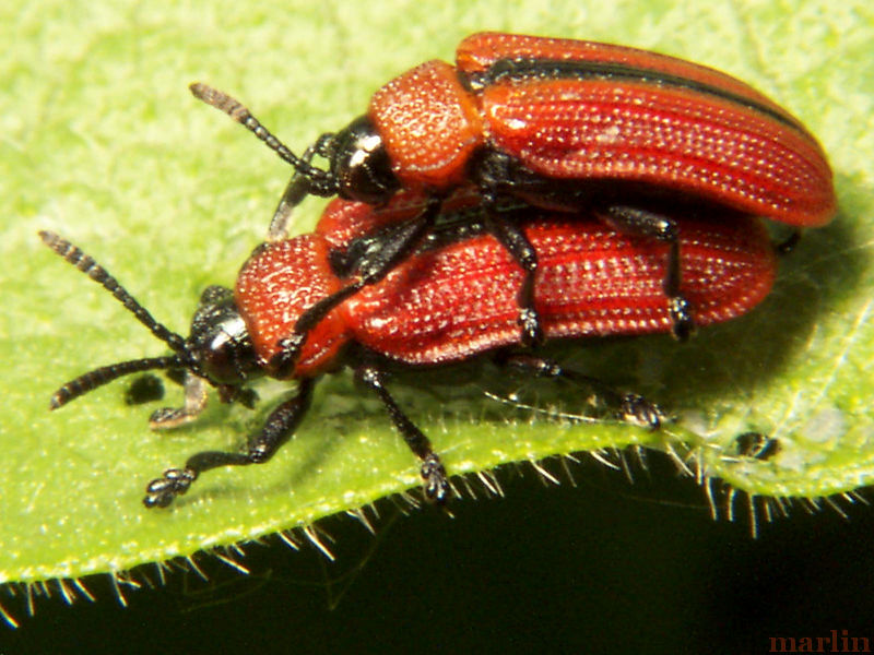 Odontota dorsalis
