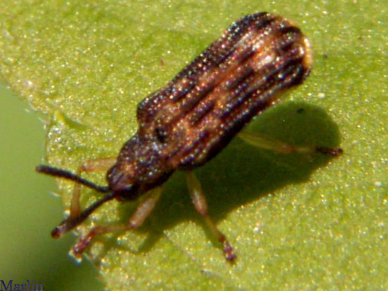 Leaf Beetle - Sumitrosis rosea