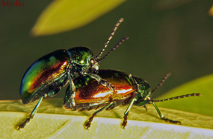 Dogbane leaf beetles mating