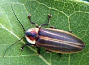 Firefly / Lightning Bug