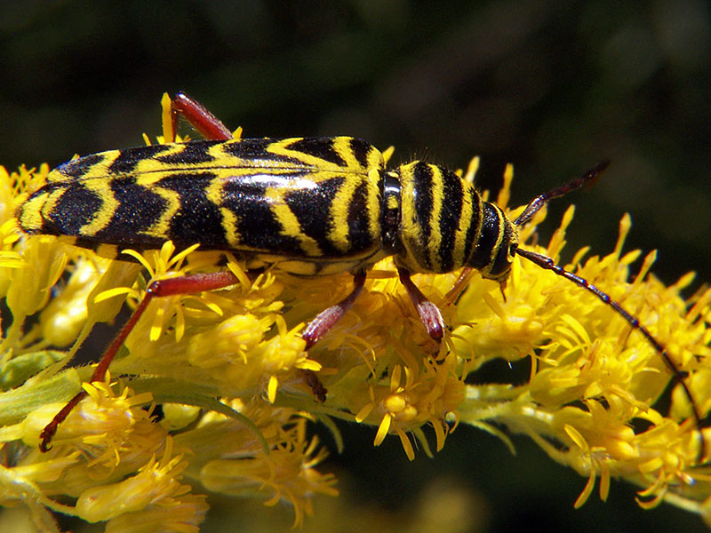 Locust Borer Beetle eating goldenrod flowers