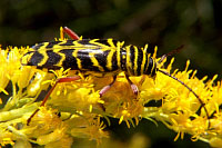 Locust Borer Beetle