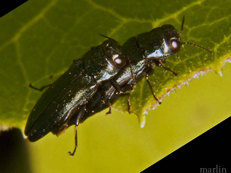 Metallic Woodboring Beetles