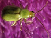 Corn Rootworm Beetle