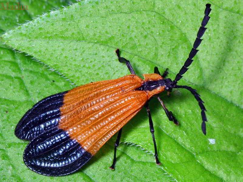 End Band Net-Wing Beetle