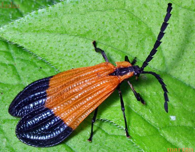 http://www.cirrusimage.com/Beetles/net-wing_beetle_77.jpg