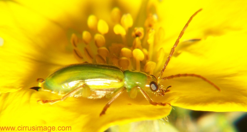 Northern Corn Rootworm Beetle - Diabrotica barberi 