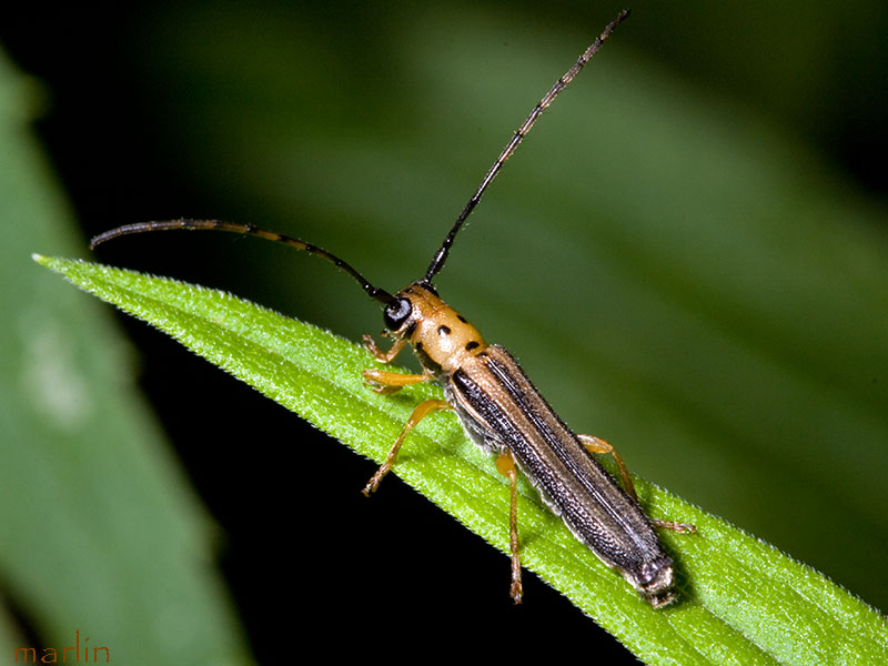 Dogwood Twig Borer Beetle