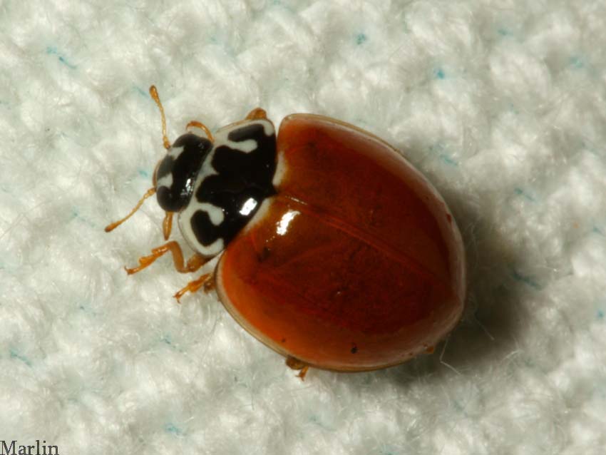 Polished Lady Beetle