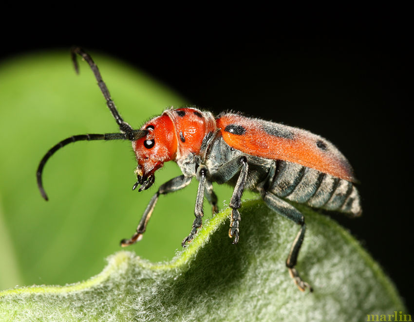 Red Milkweed Beetle