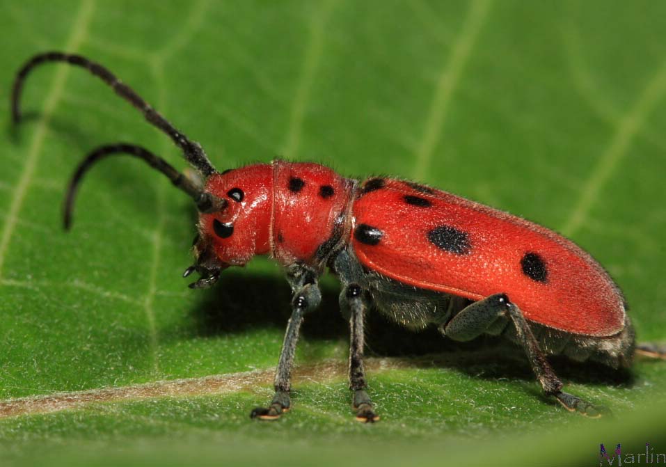 Red Milkweed Beetle - Tetraopes tetraophthalmus